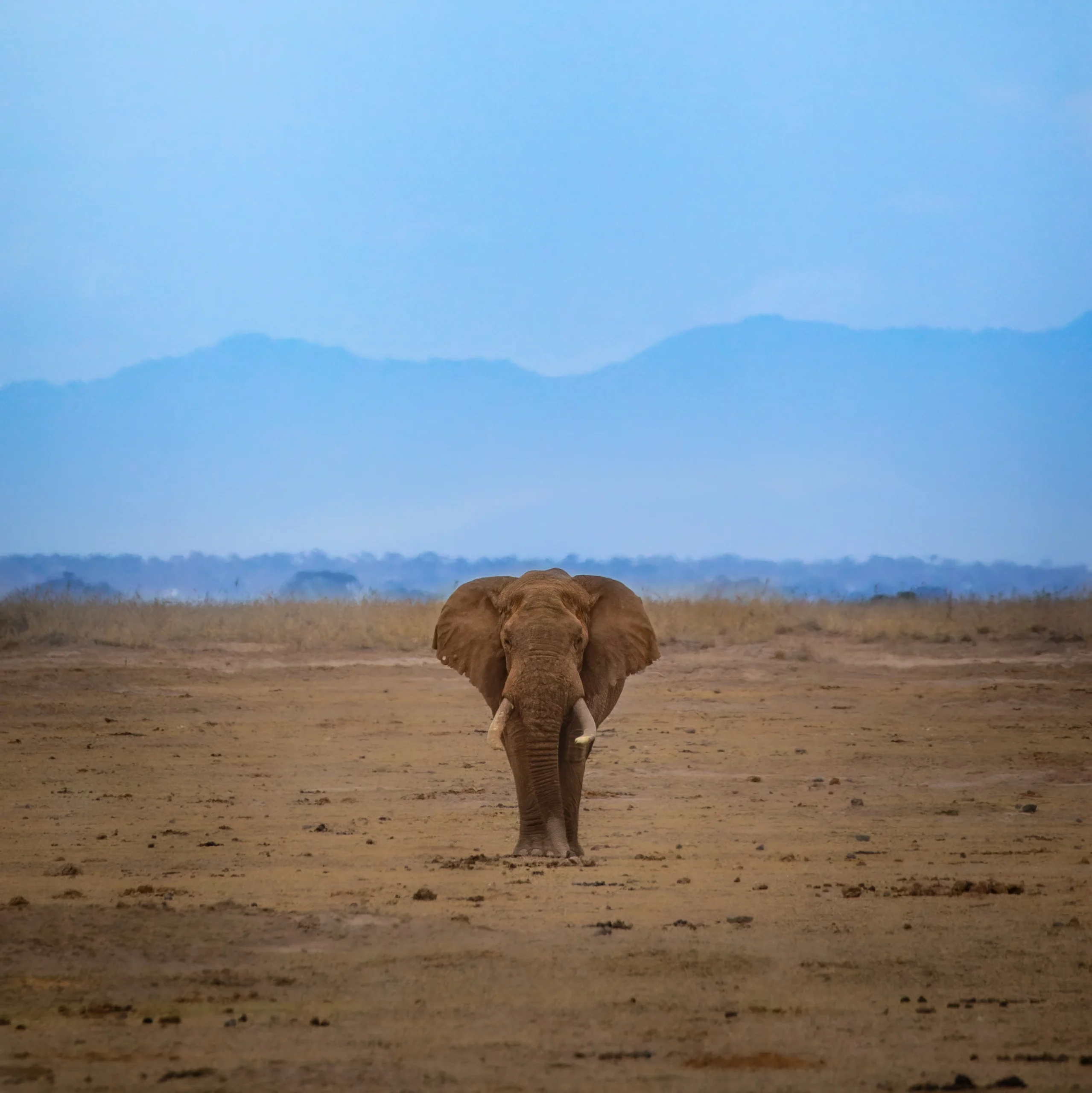 Elephant in dry land at Kenya African Safari