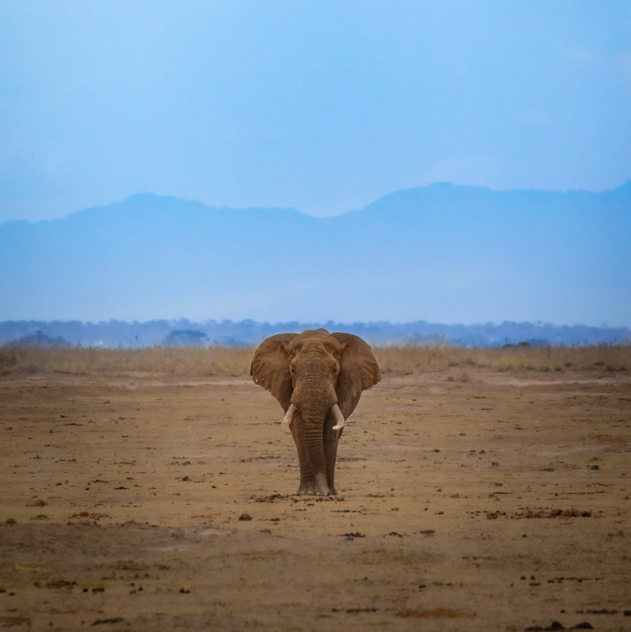 Elephant in dry land at Kenya African Safari