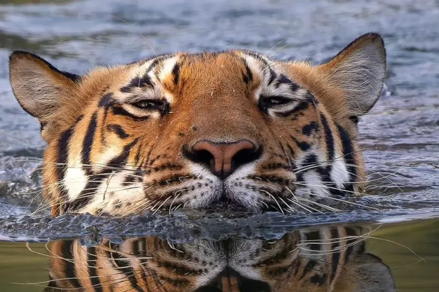 tiger swimming in the water at a safari zone.