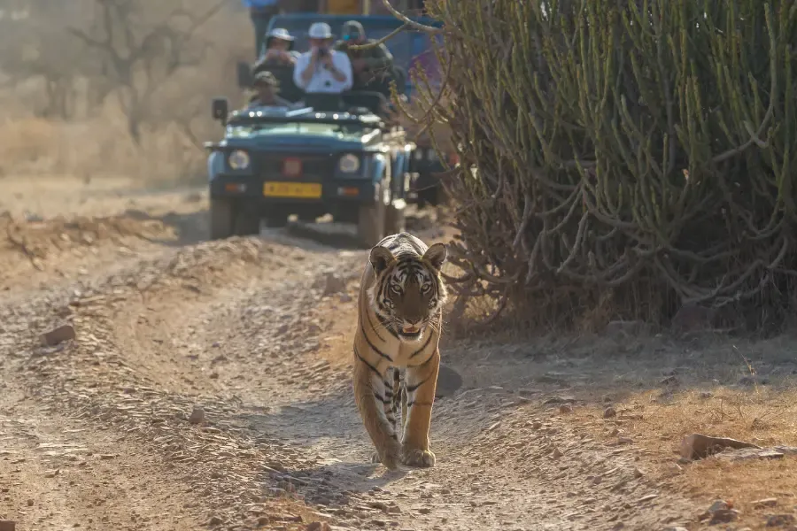 shot of a tiger walking.