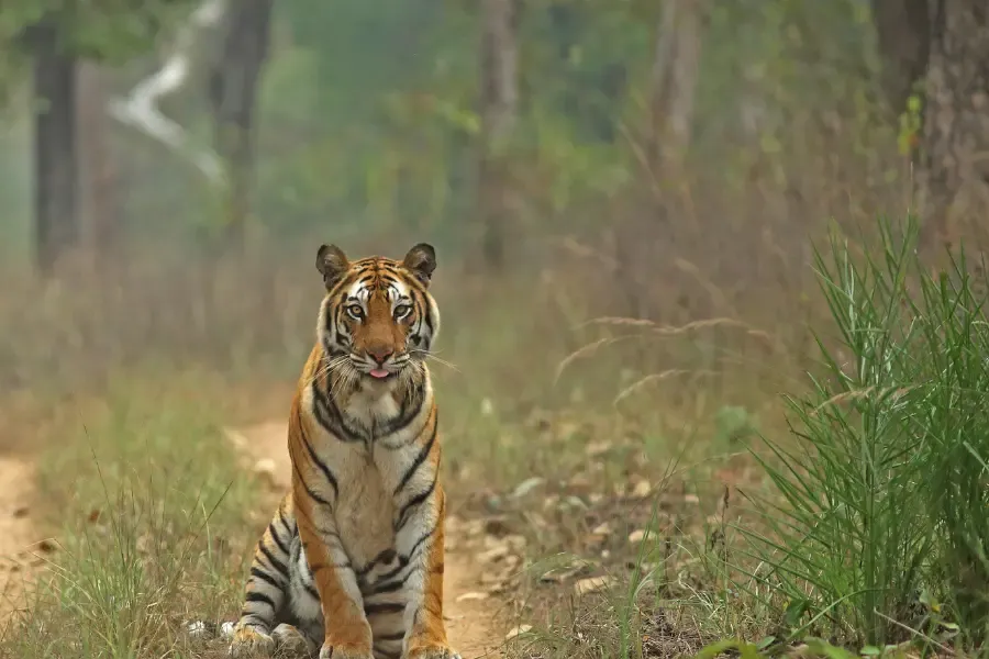 Tiger looking at the camera lens.