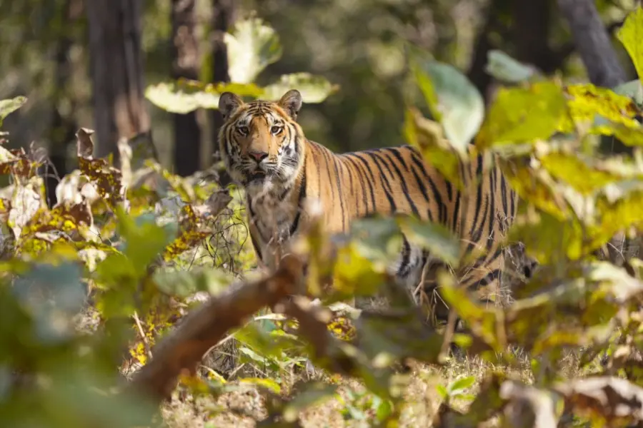 View of tiger in the jungle