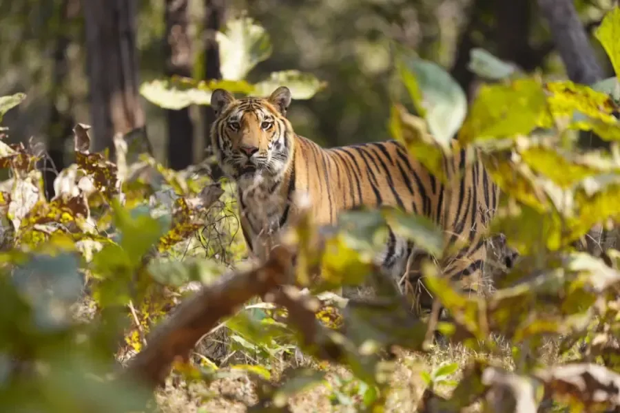 View of tiger in the jungle