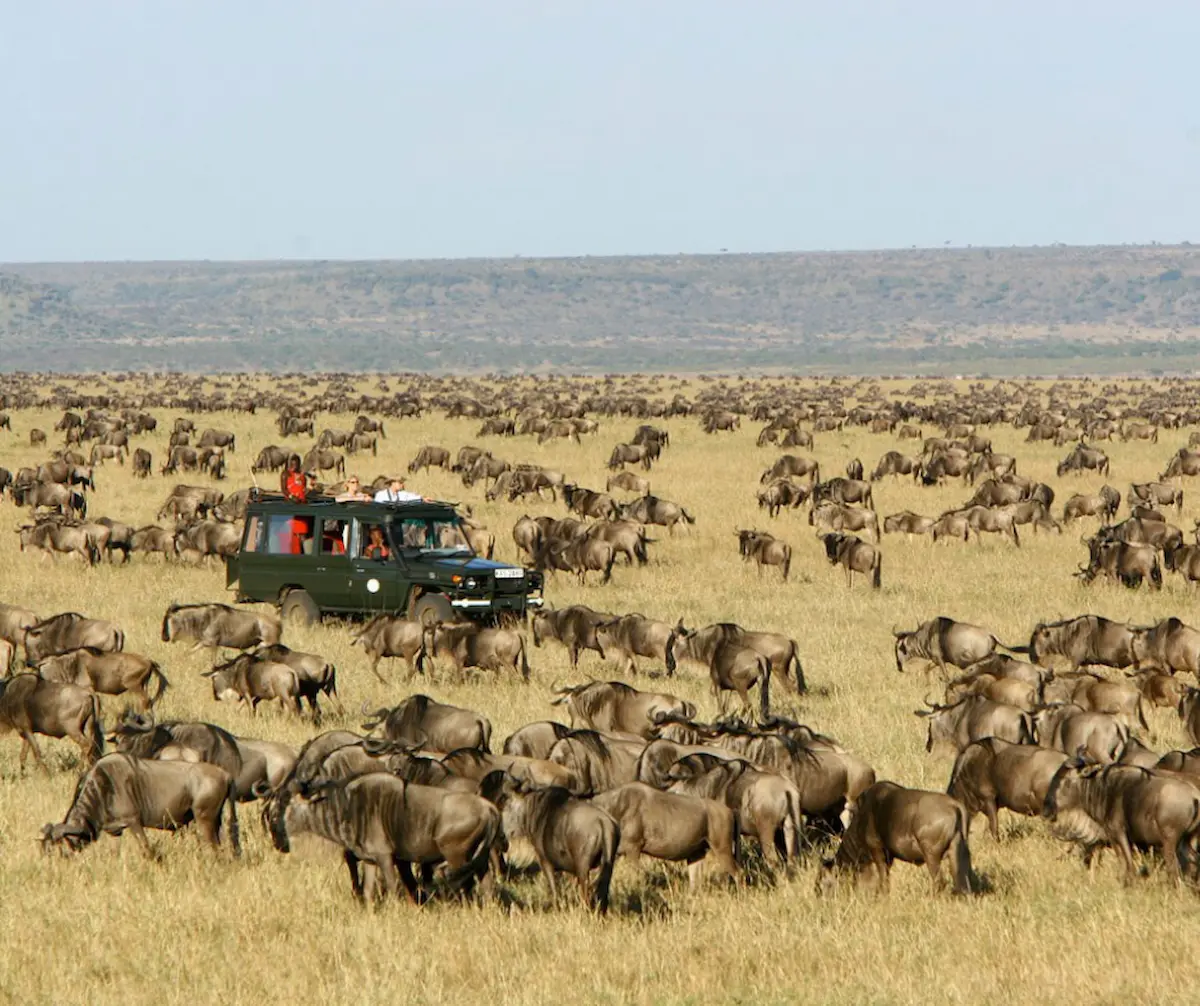 Masai Mara Tours Vs Other Safari Destinations What Makes The Mara Truly Unique