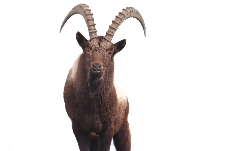 View of a Himalayan Ibex staring at the camera.