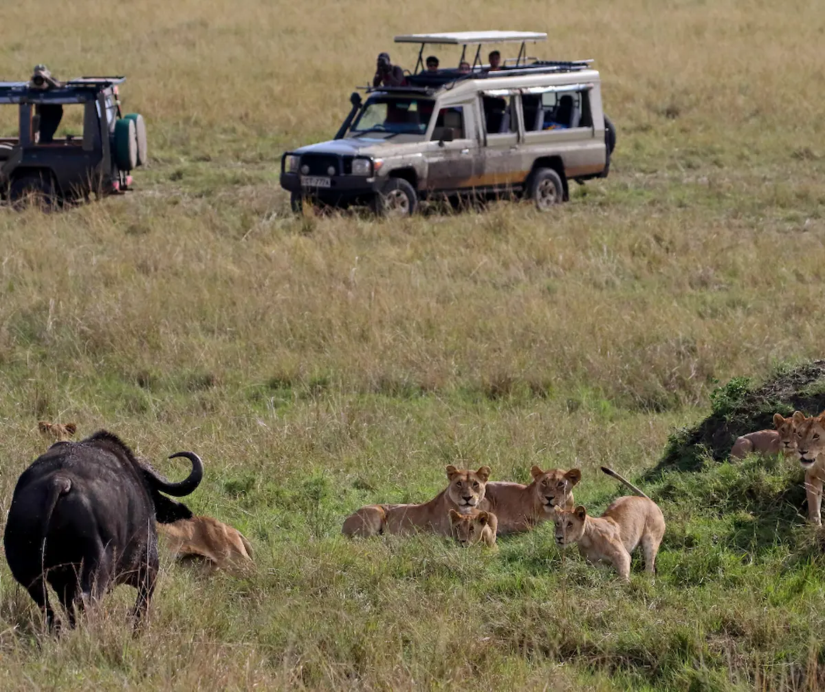 The Great Migration: Nature’s Spectacle