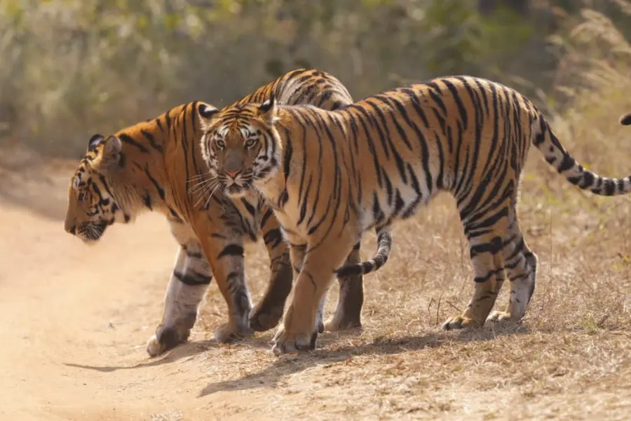 2 tigers roaming in the jungle