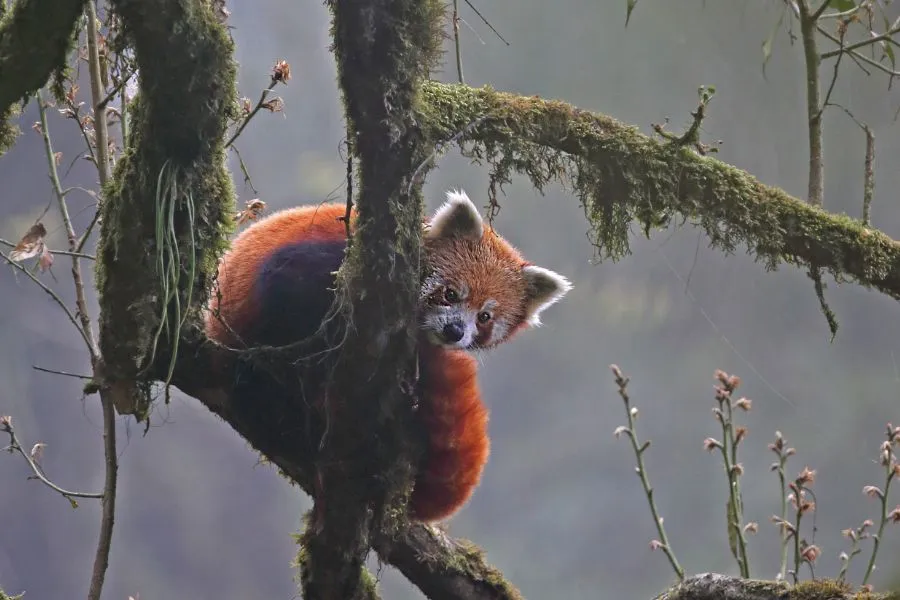Red Panda Expedition
