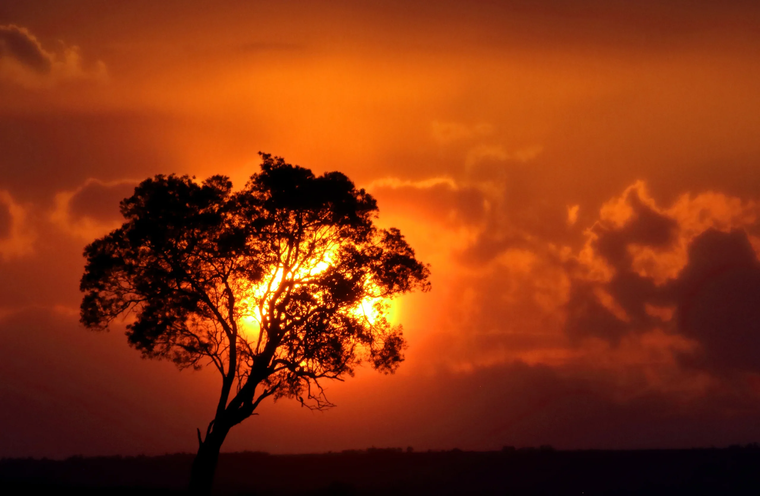 Planning The Perfect Safari What You Need To Know About Kenyas Wildlife Seasons
