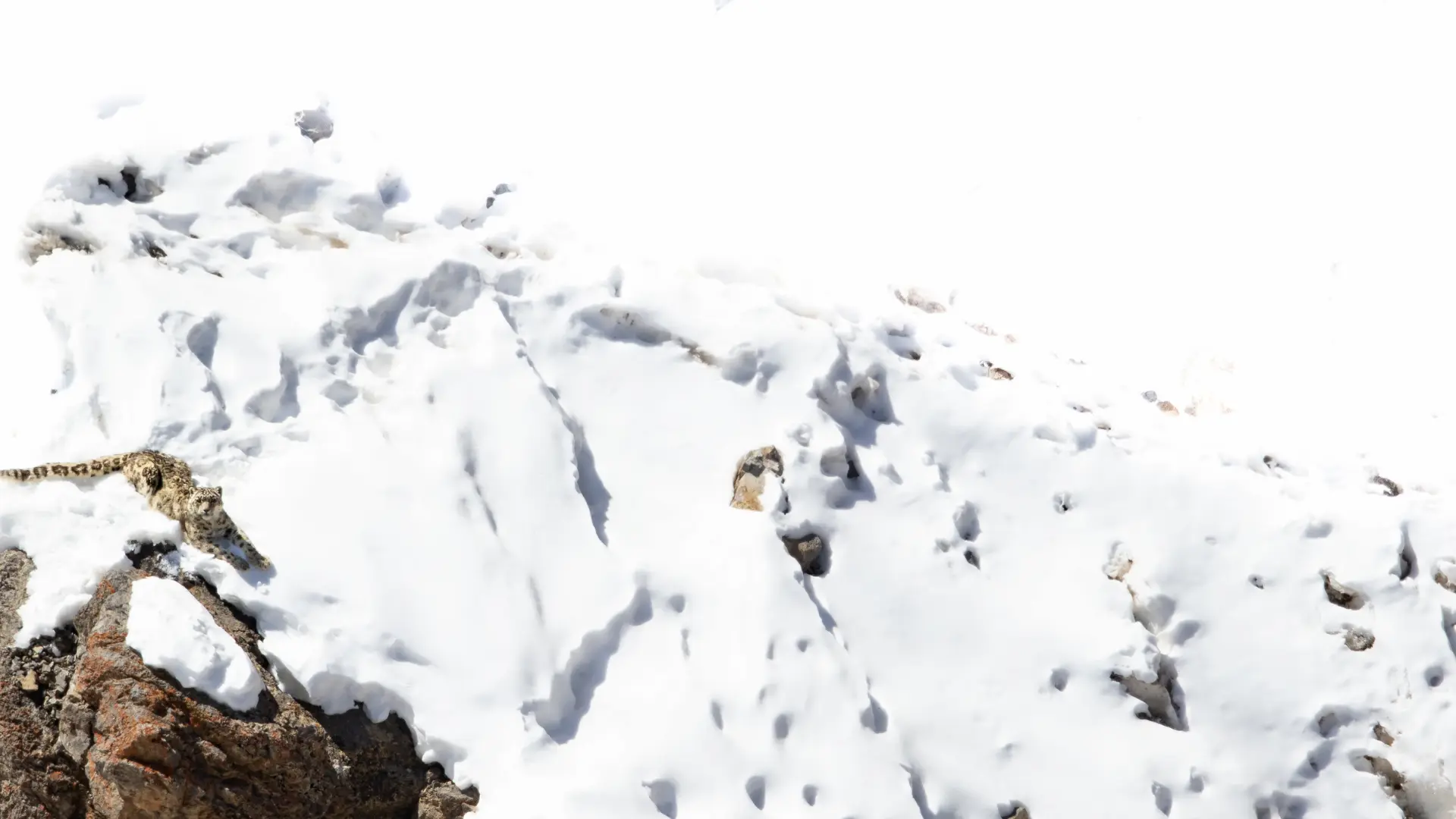 Following The Ghost Cat Tracking Snow Leopards With Experts