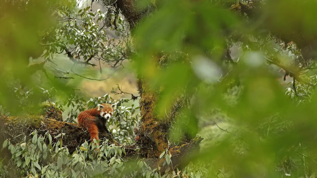 Top Tips To Spot A Red Panda In The Wild On Your Next Expedition