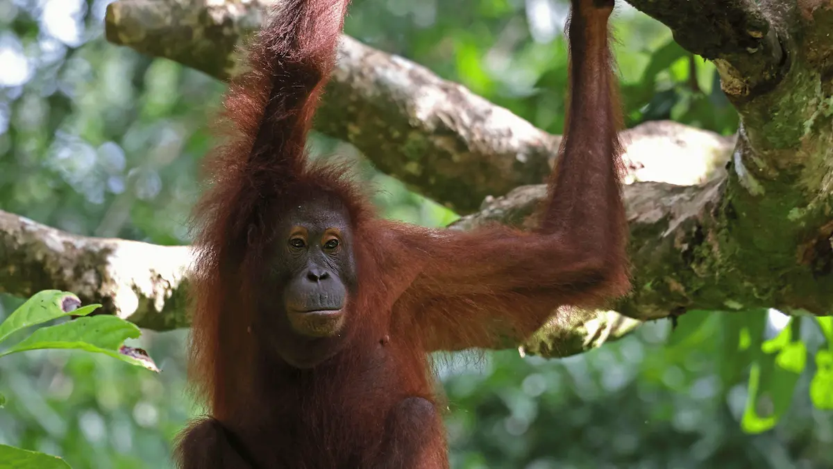 Encountering Orangutans In The Wild A Guide To Borneo Safaris