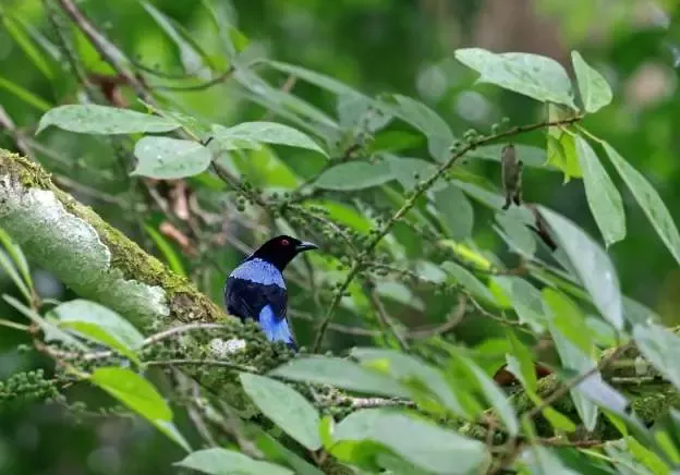 Bird in dense rainforest habitat during a Borneo safari wildlife experience