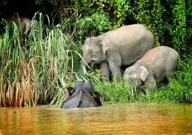 Borneo jungle elephant walking through dense rainforest during a Borneo safari