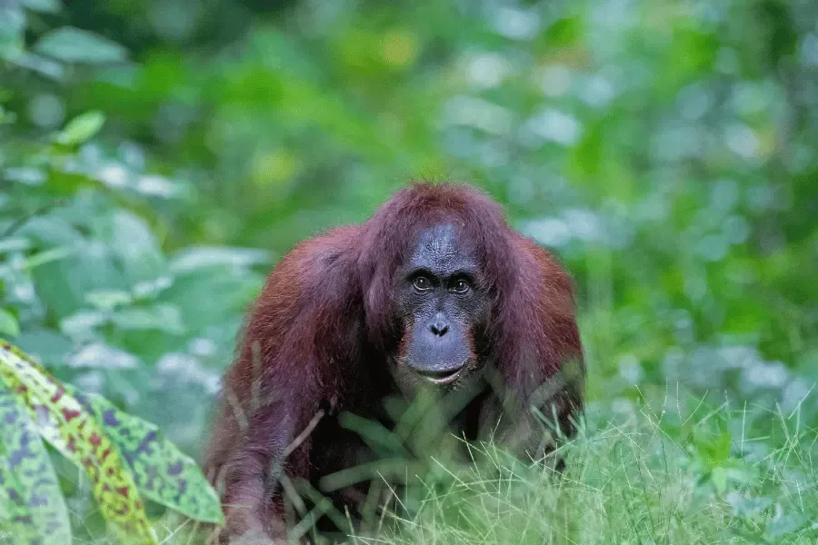Borneo Safaris