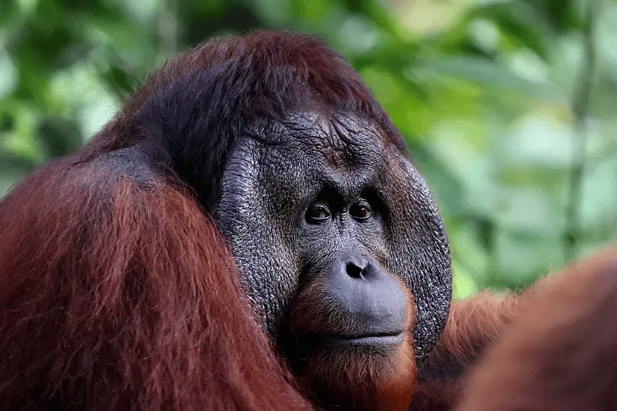 Borneo Safaris