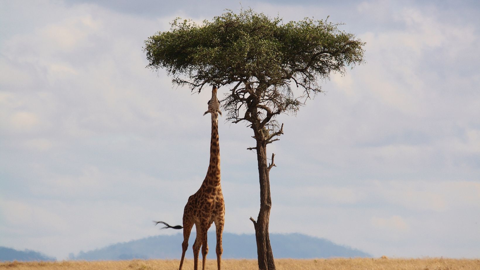 Guide To The Flora Of Kenya Unique Plants Of The Savannah And Wildlife Safaris