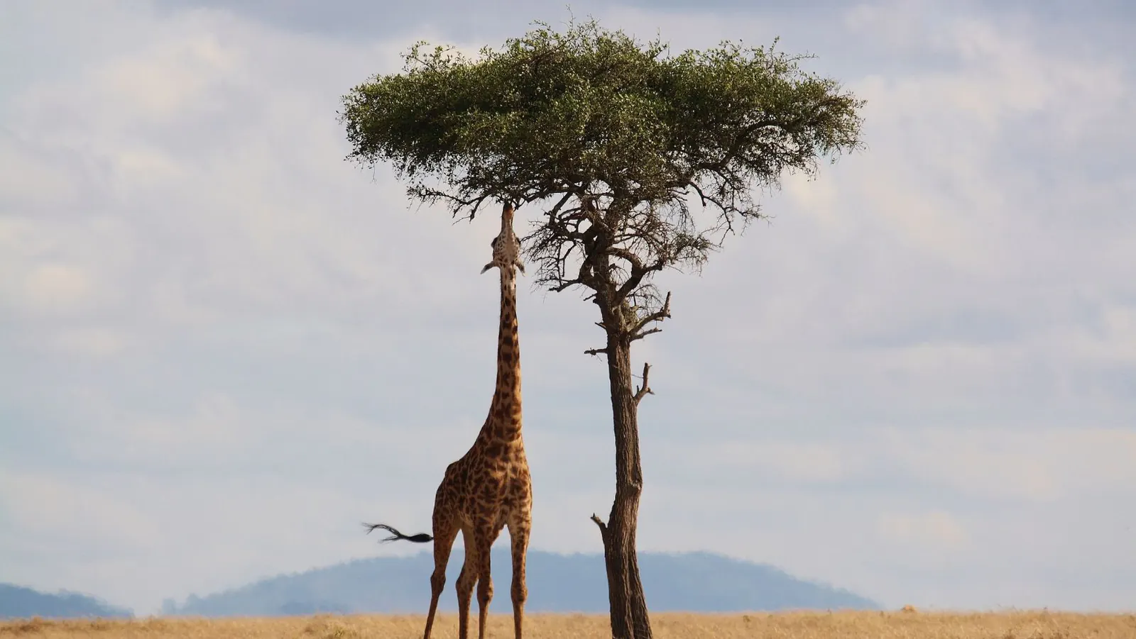 Guide To The Flora Of Kenya Unique Plants Of The Savannah And Wildlife Safaris