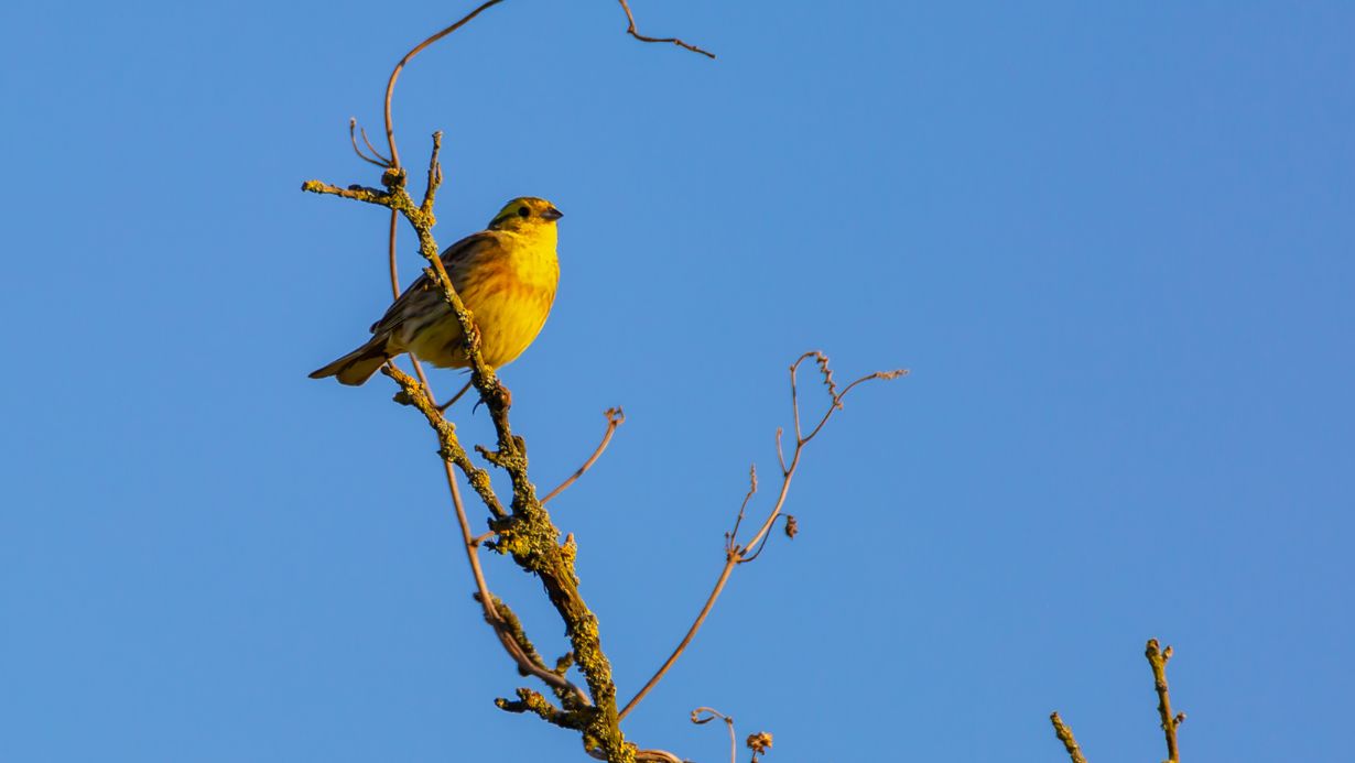 Birdwatching In Kenya A Haven For Avian Enthusiasts