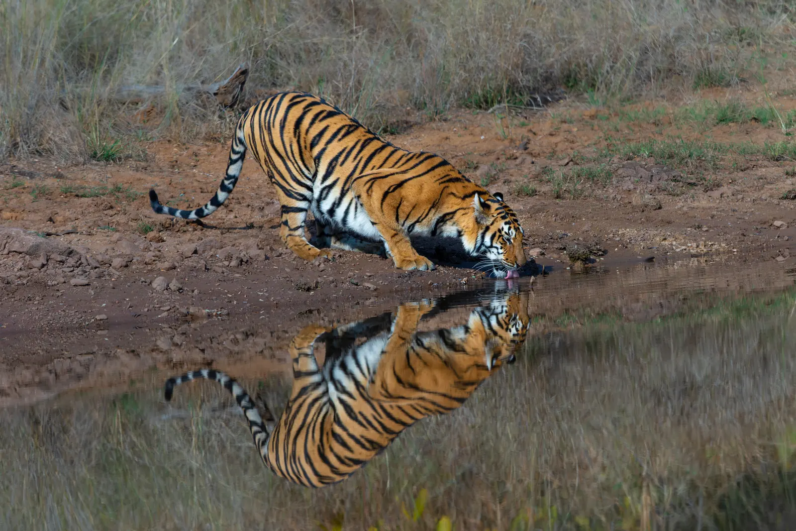 Bengal Tiger in Kaziranga National Park