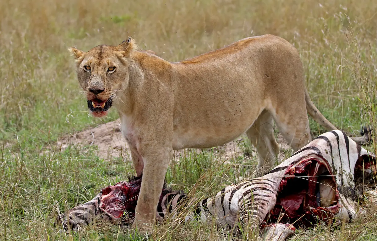 Kenya Safaris Exploring The Rich Landscapes And Wildlife Of East Africa