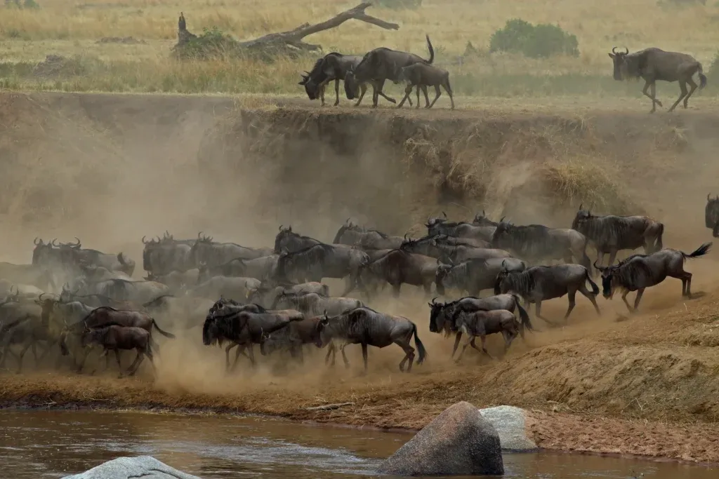 Migration of wildebeest highlight of Masai Mara Tours