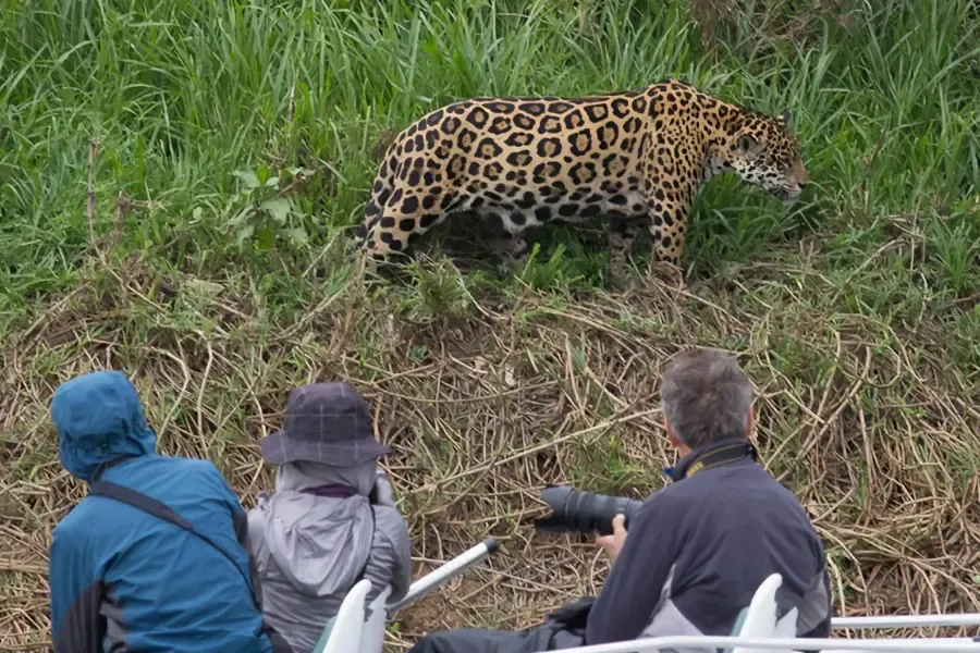 pantanal Wildlife Safari, Brazil Safari