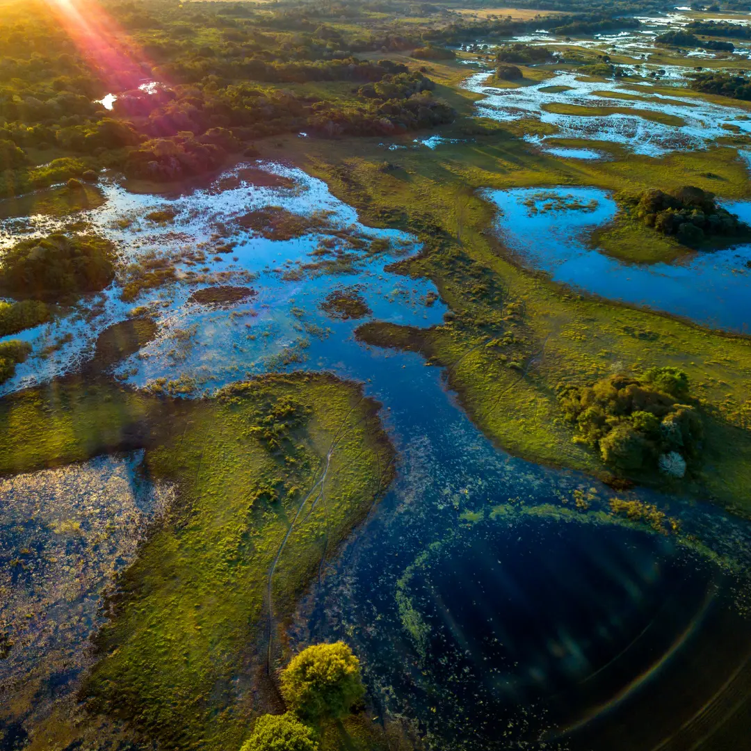 Jaguars And Their Ecosystem Understanding The Role Of Jaguars In The Pantanal