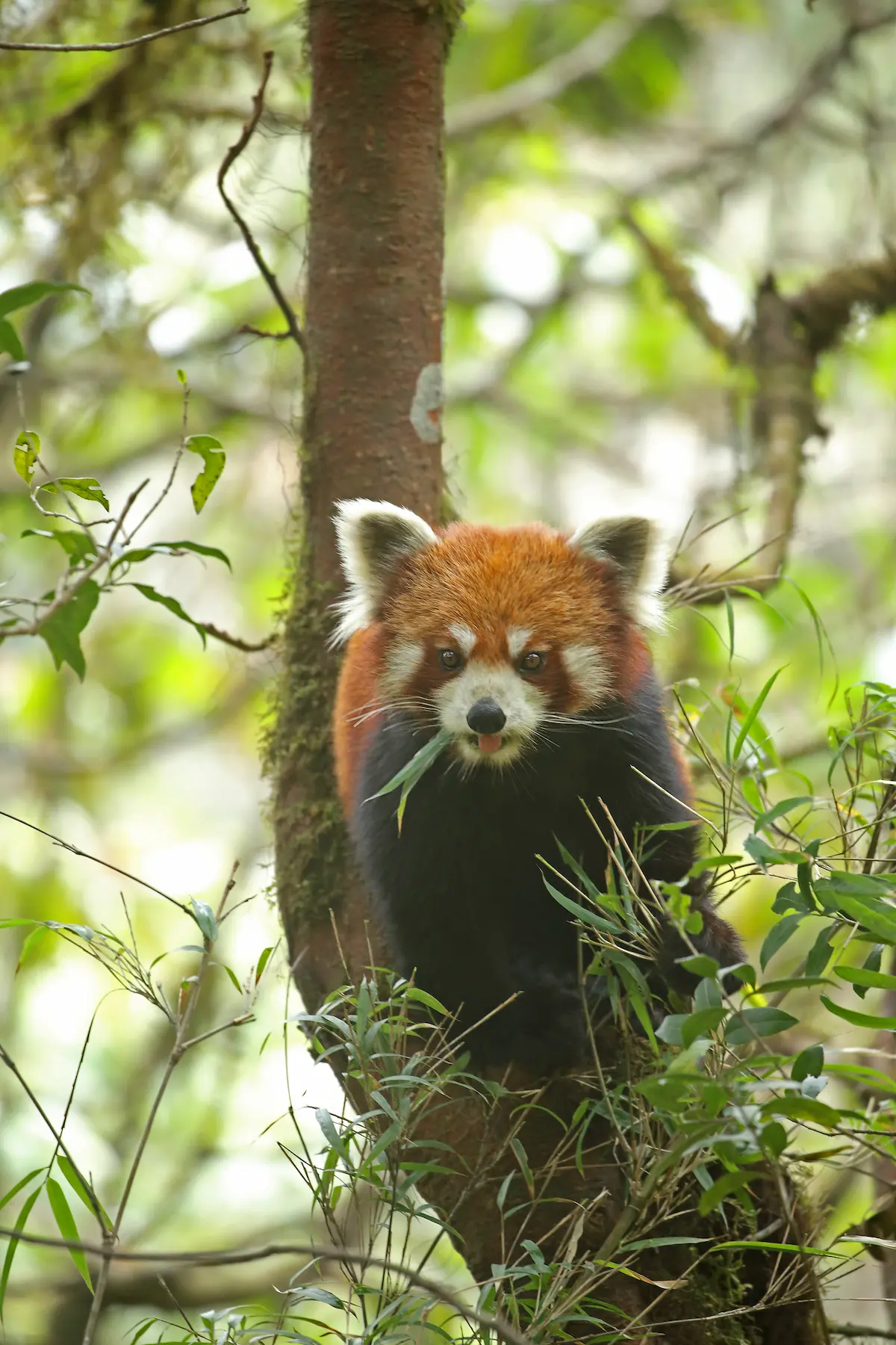 A Wildlife Enthusiasts Guide To Red Panda Tracking In India