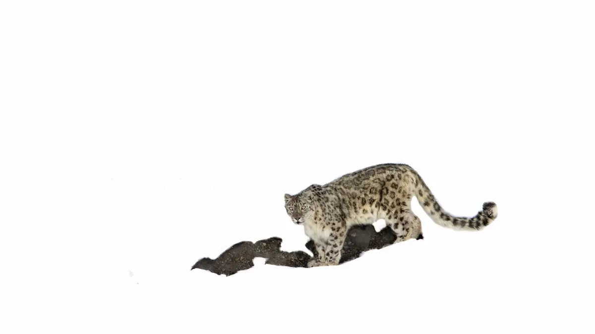 Snow Leopard Safaris How To Plan The Ultimate Himalayan Wildlife Adventure