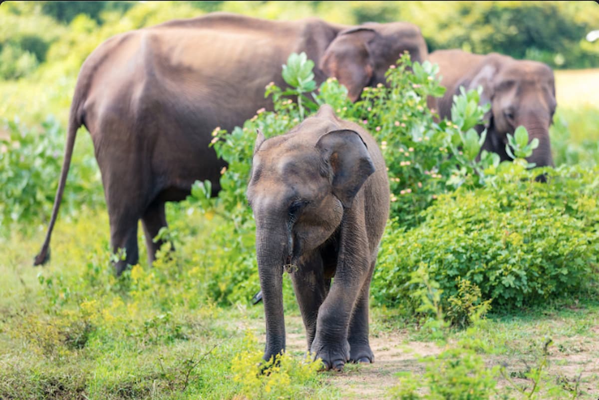 Discovering Sri Lankas Endangered Species A Wildlife Tour Guide