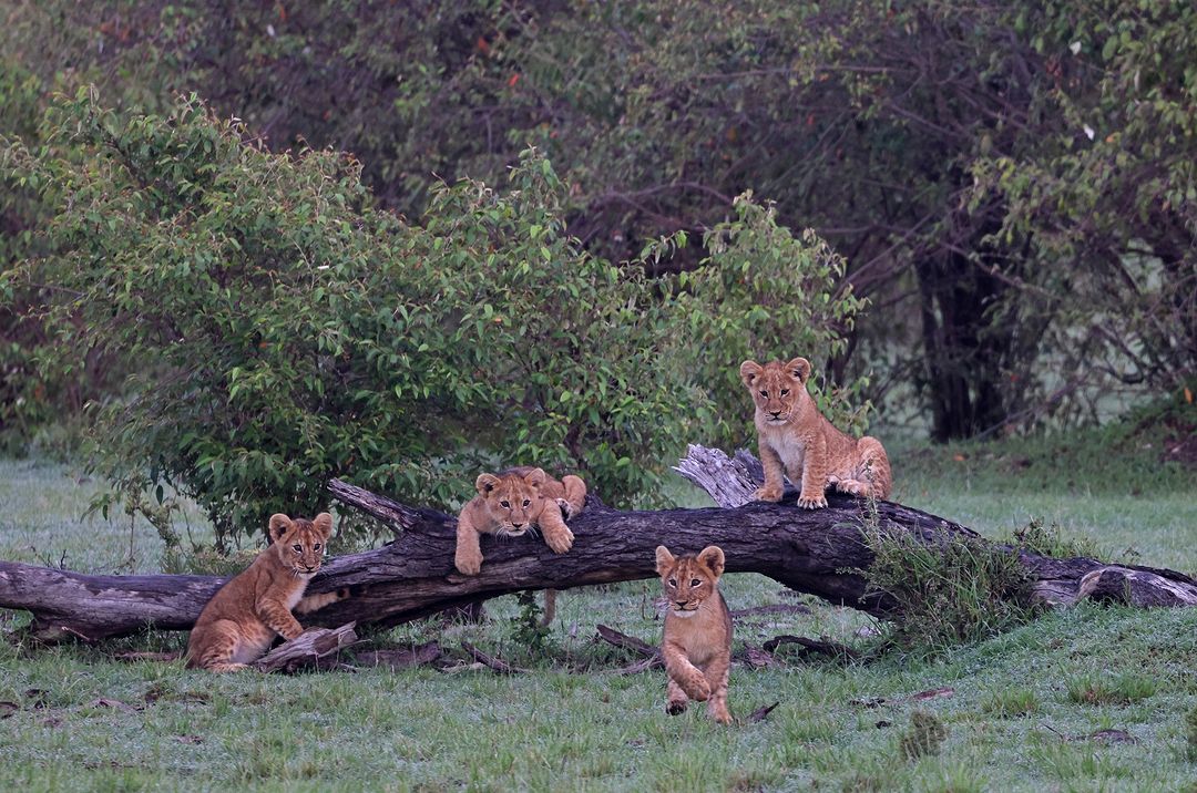 Unveiling The Majesty Of The Masai Mara A Journey With The Big Five