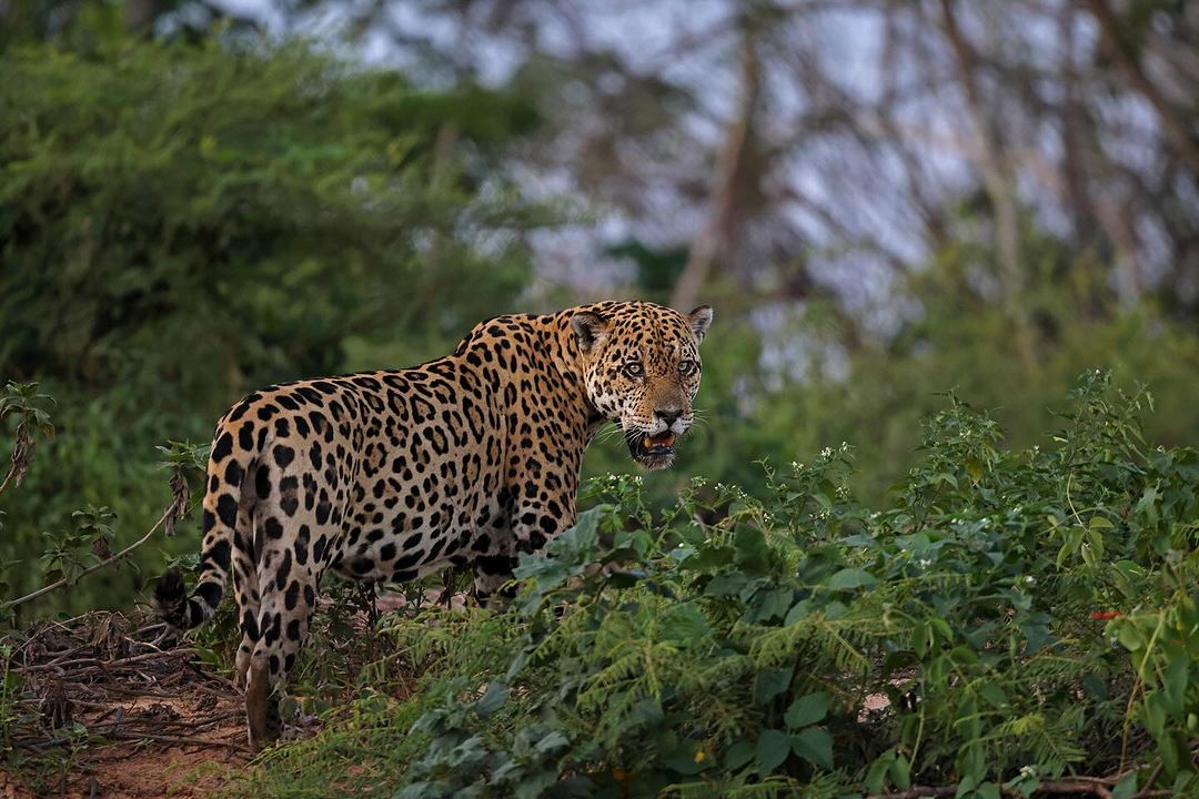 The Jaguars Of Pantanal Navigating A Changing Climate