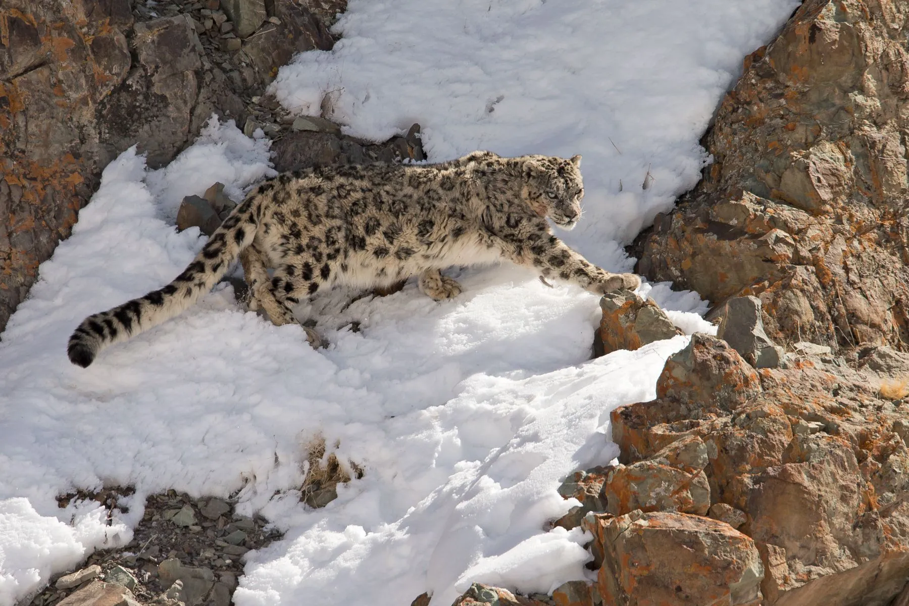 Snow-Leopard-3-Ladakh-Mike-Watson-1