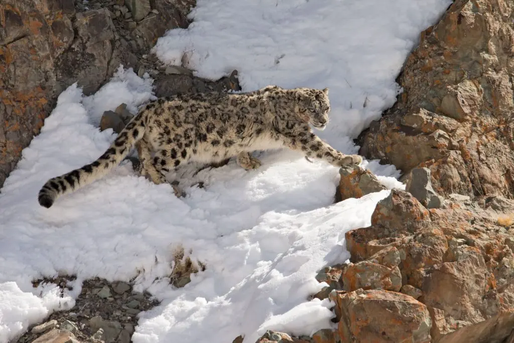 Lovely Ladakh Best Snow Leopard Tour