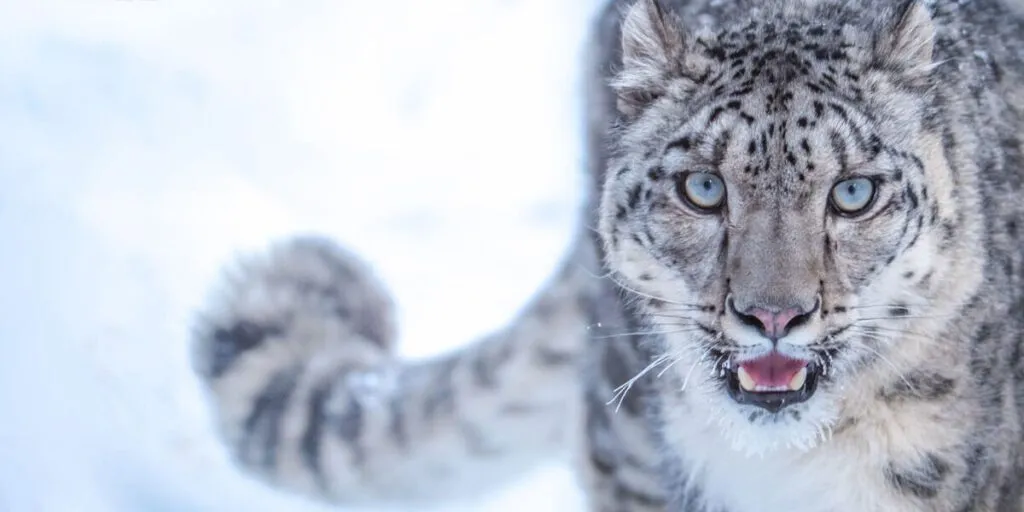 snow leopard