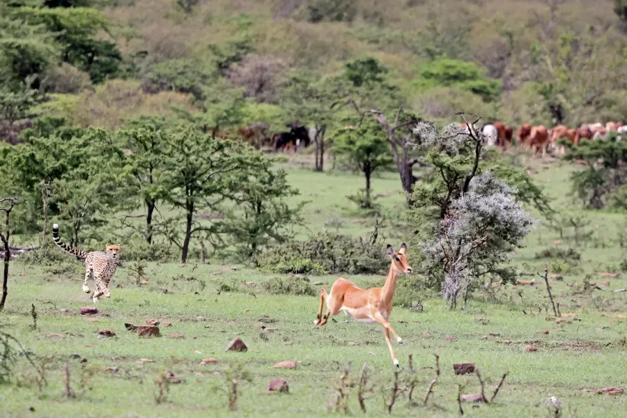 kanha expedition