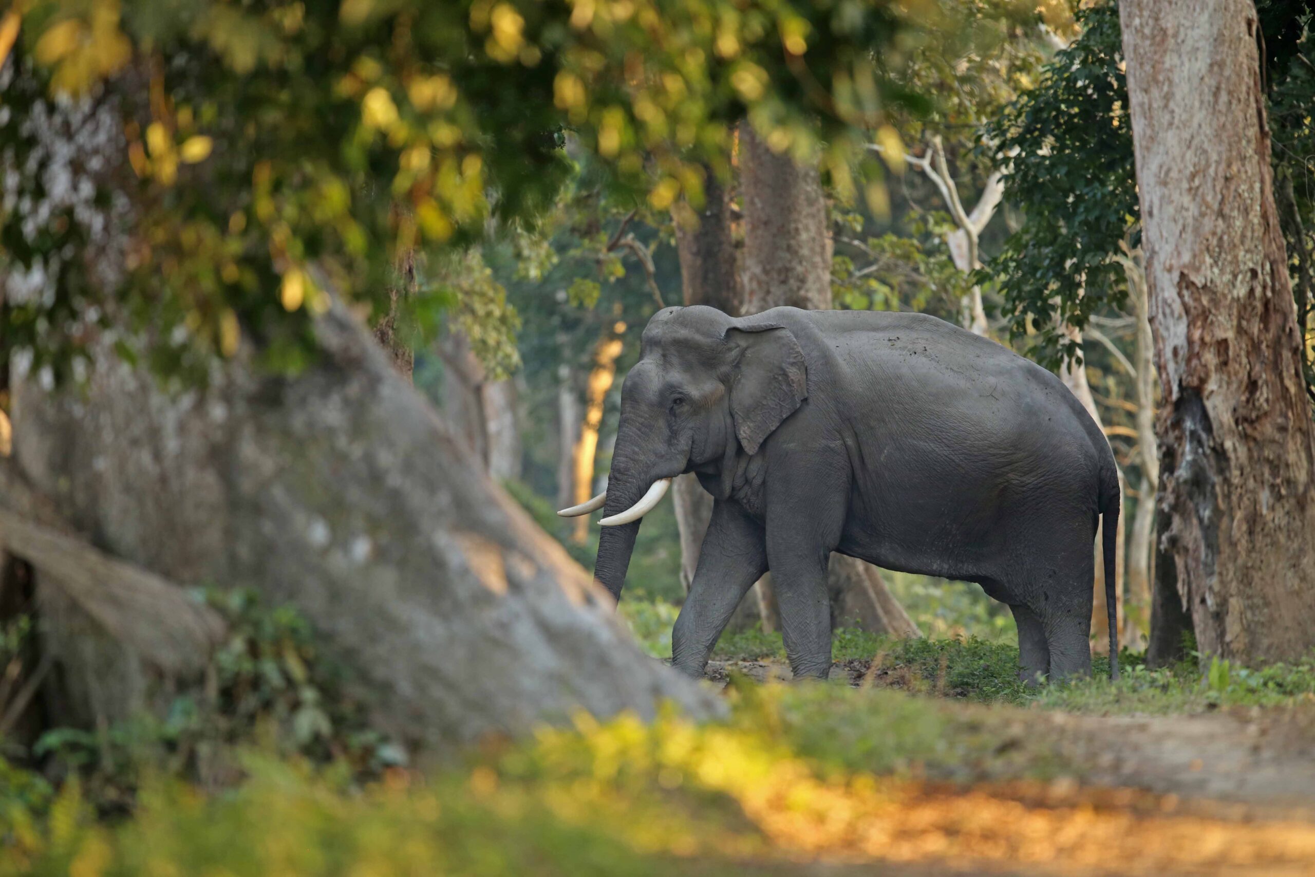 Seasonal Wonders Visiting Kaziranga Throughout The Year