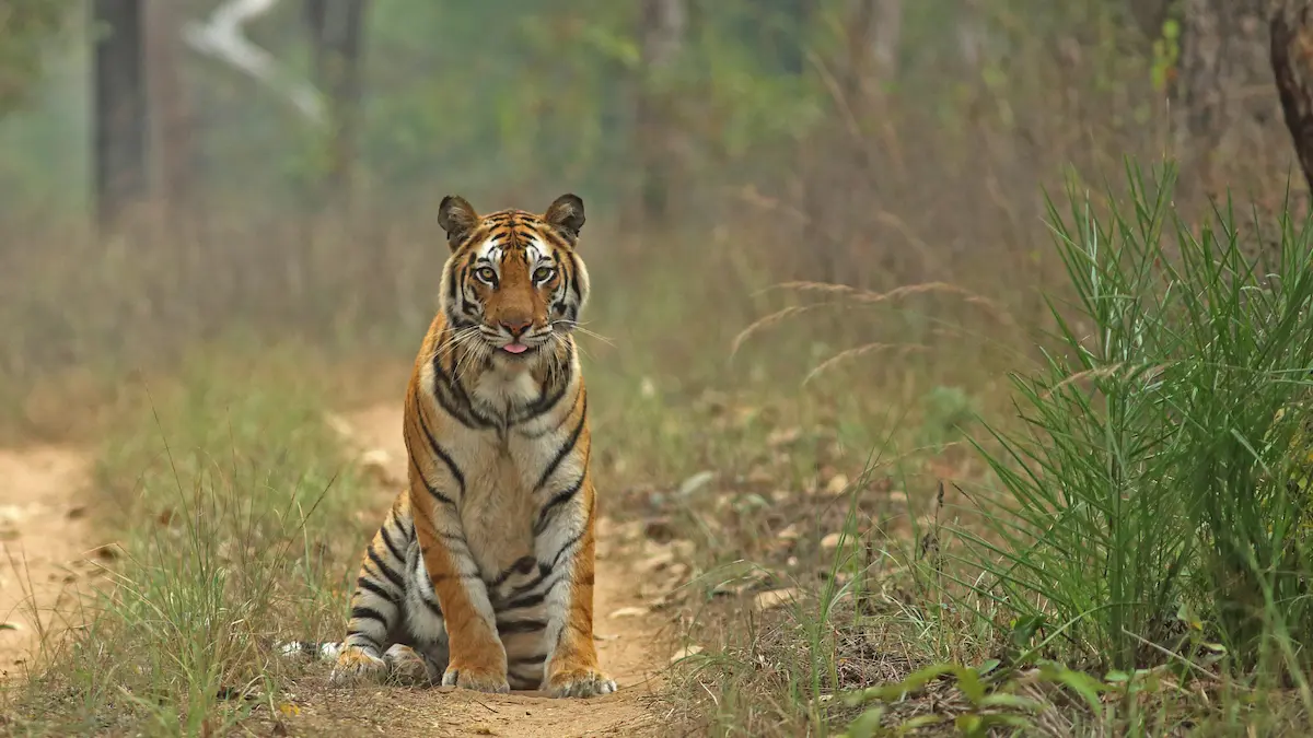 Temples Tigers A Soulful India Safari Experience