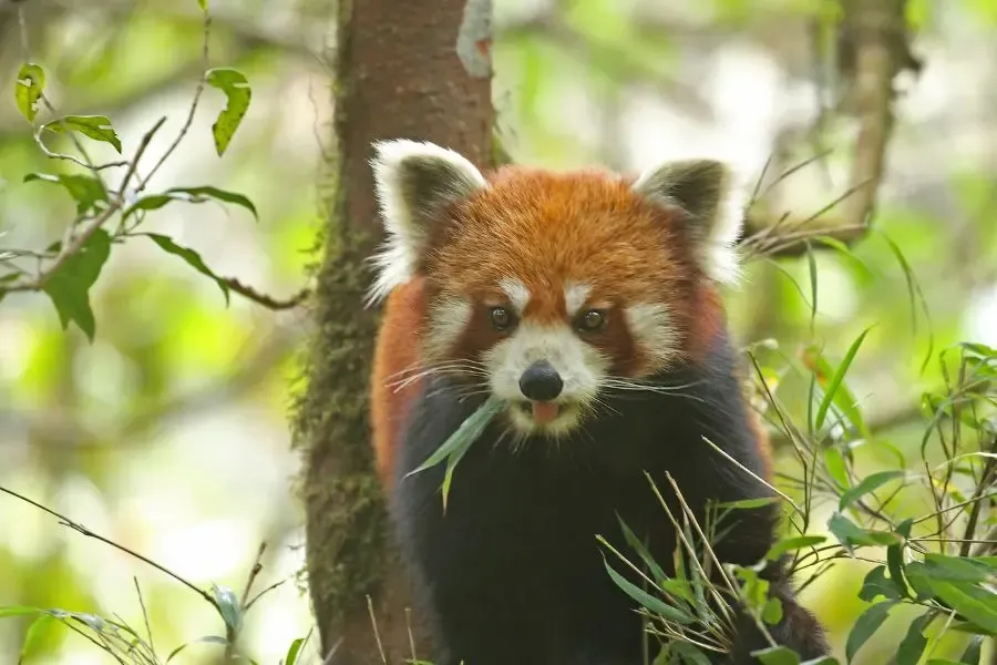 Red Panda Expedition