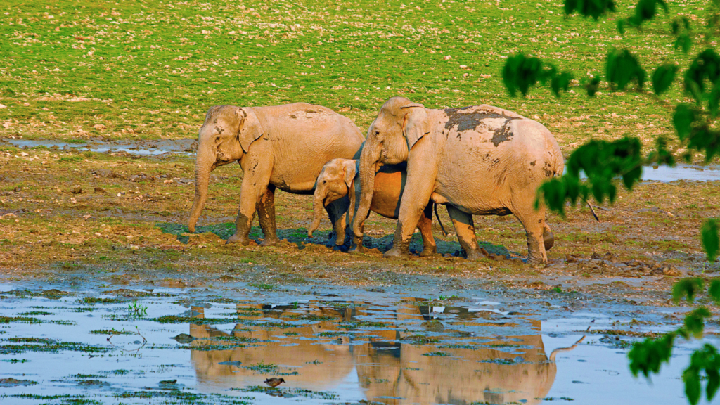 Kazirangas Lesser Known Wonders Beyond The Rhinos