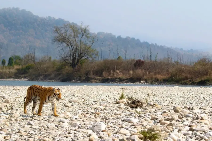 India Wildlife Safari, India Tiger Safari