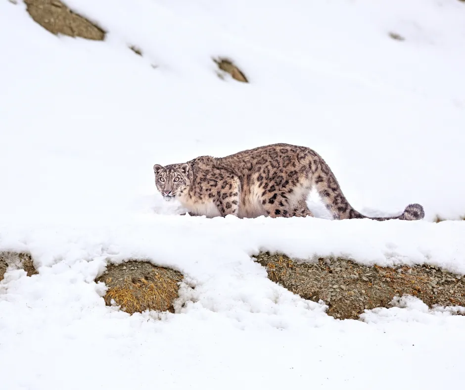 snow leopards in Spiti valley