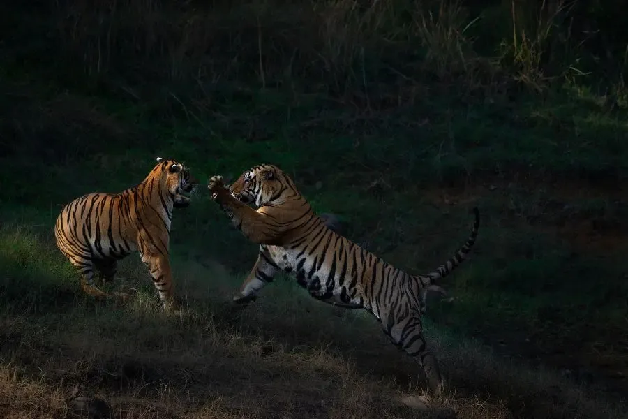India Wildlife Safari, India Tiger Safari