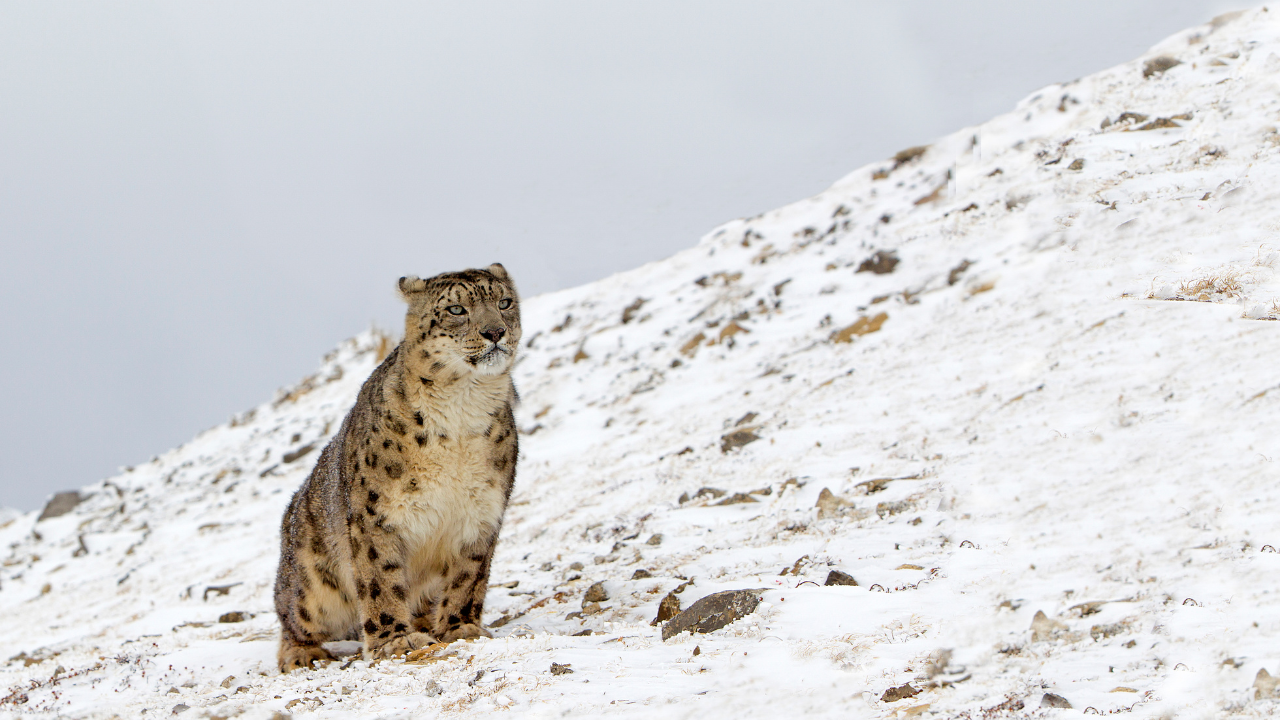 Discovering The Elusive Snow Leopards Of Spiti A Glimpse Into The Mystical Realm Of The Ghost Of The Mountains
