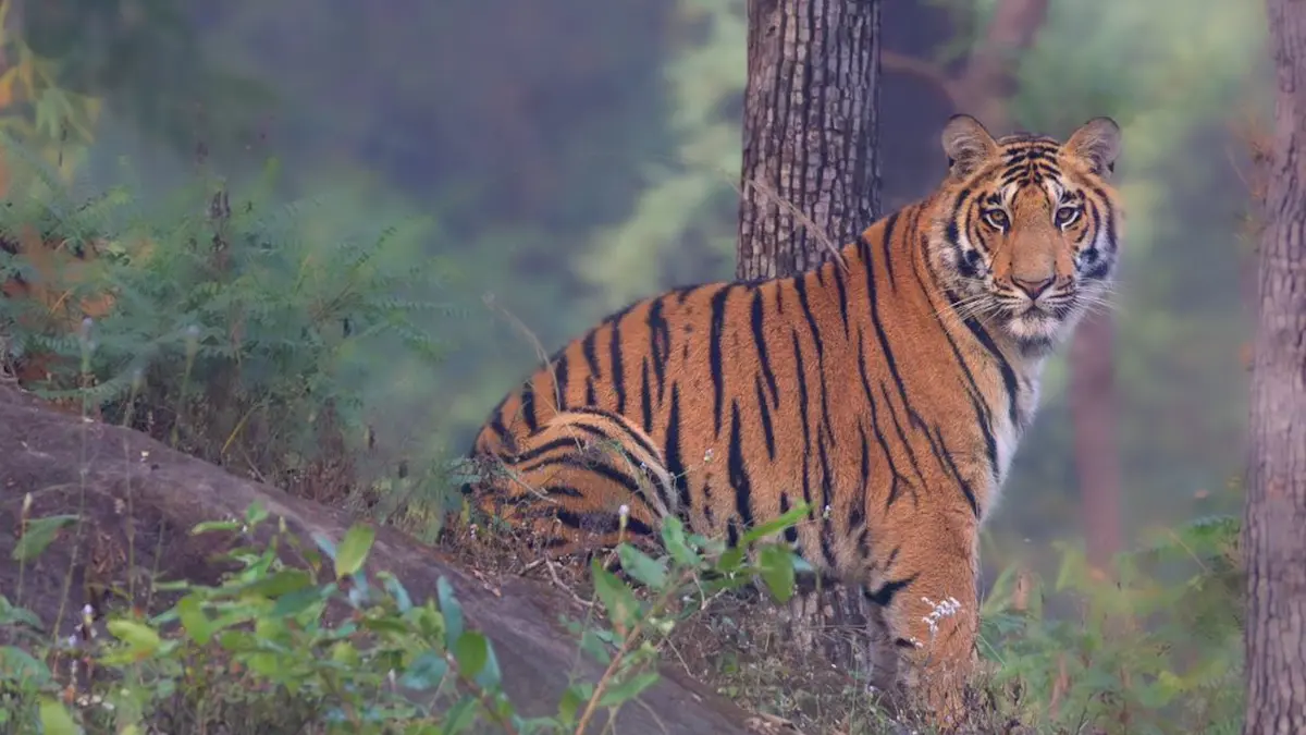 Indias Wild Heart Where Tigers And Wildlife Thrive Together