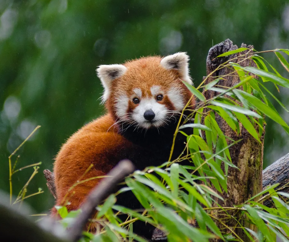 Red Panda