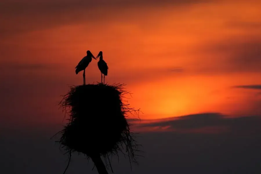 Pantanal Safaris