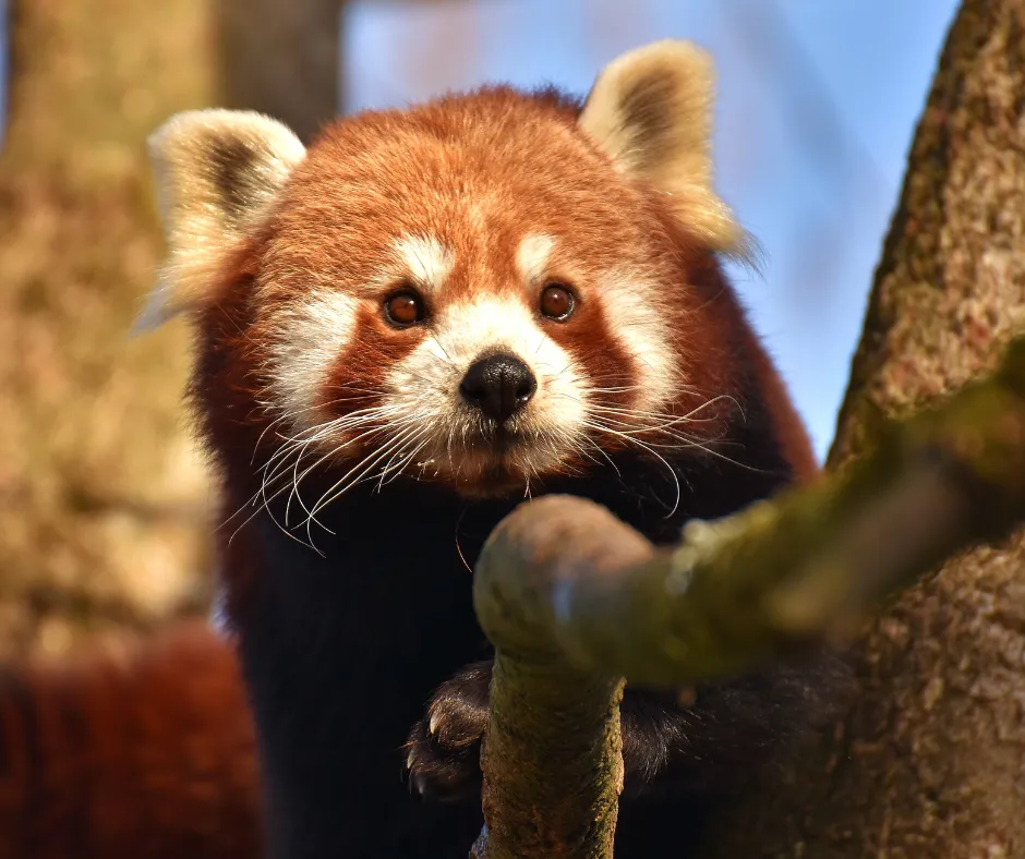 Red Panda
