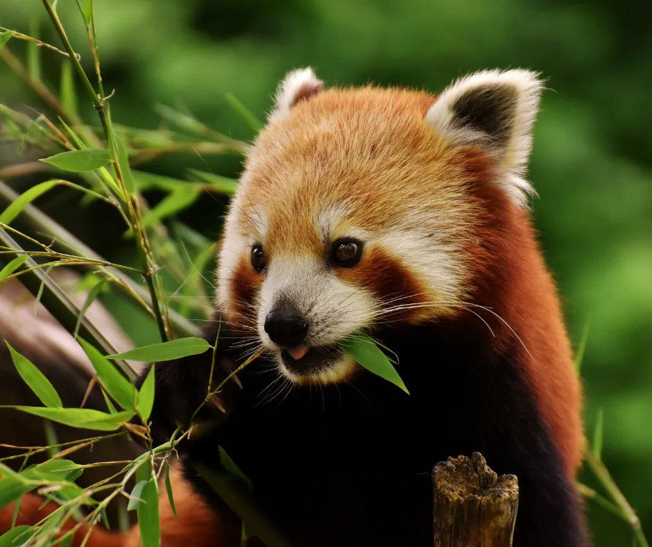 Red Panda